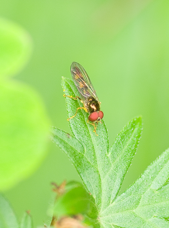 Hoverfly