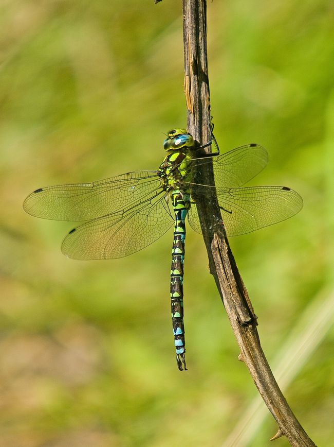 Southern Hawker