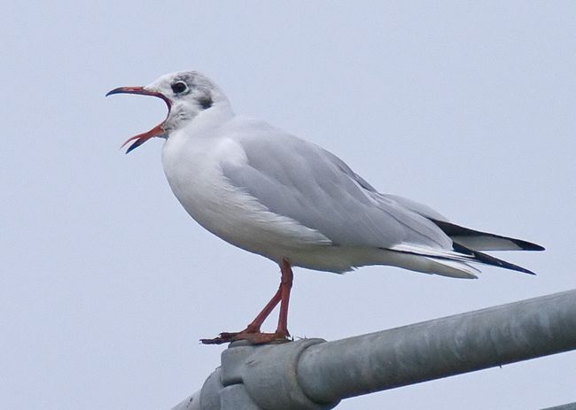 BH Gull