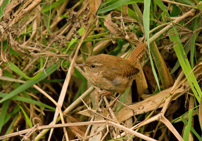 Wren2
