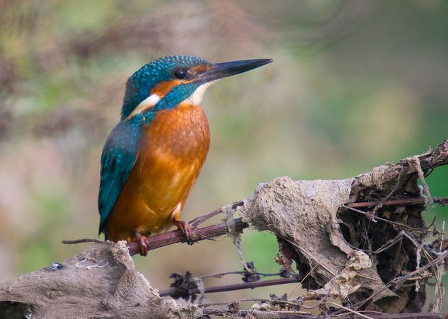 Kingfisher landscape abc