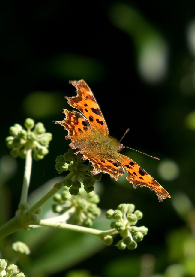 Comma