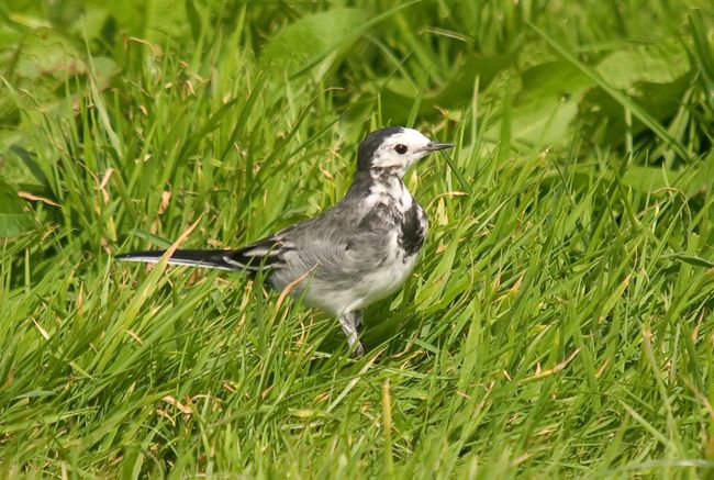 White Wagtail 
