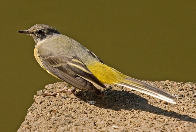 Wagtail4