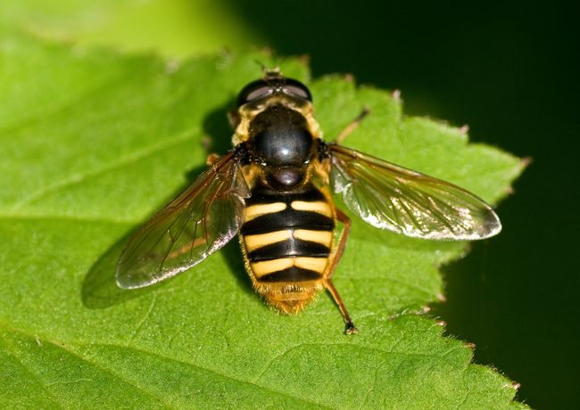 Sericomyia silentis