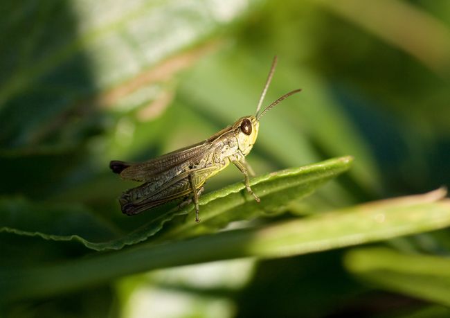 Grasshopper