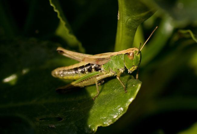 Meadow grasshopper