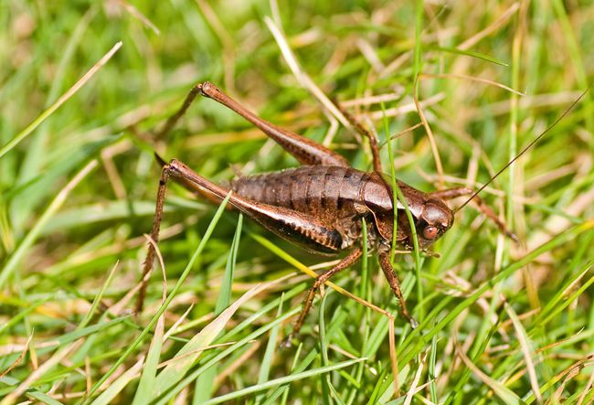 Dark Bush Cricket