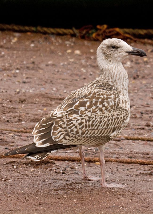 Great Black Backed gull