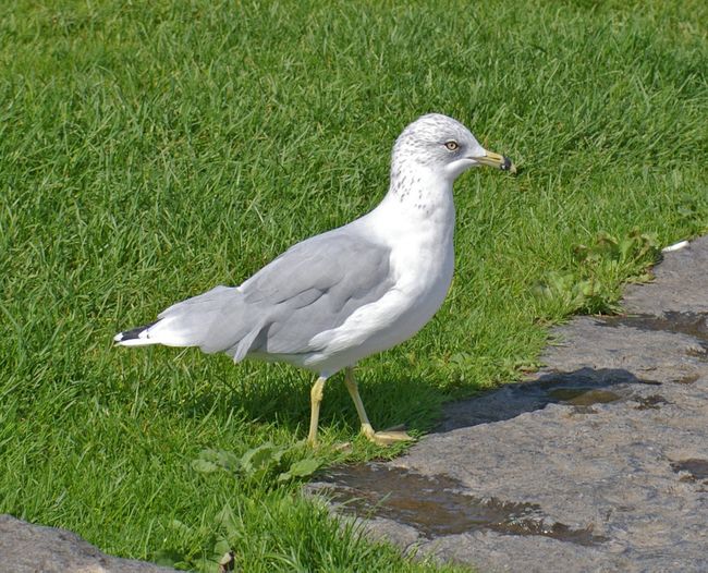 Ring Billed Gull