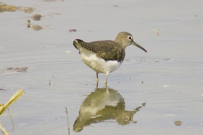 Green Sandpiper