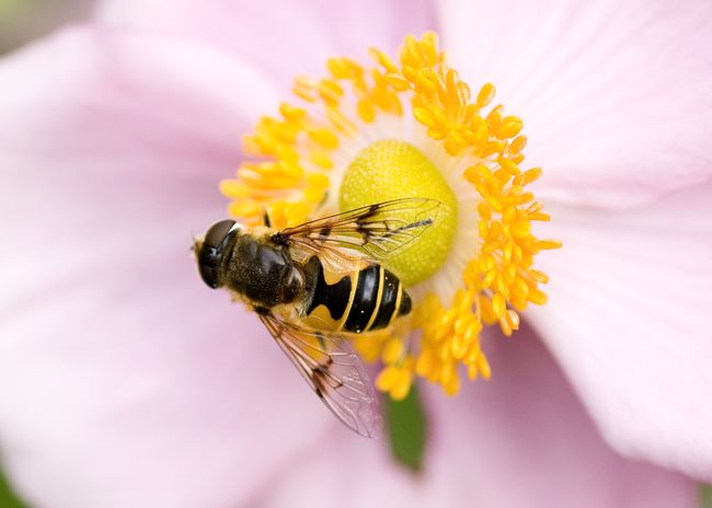 Eristalis horticolajpg