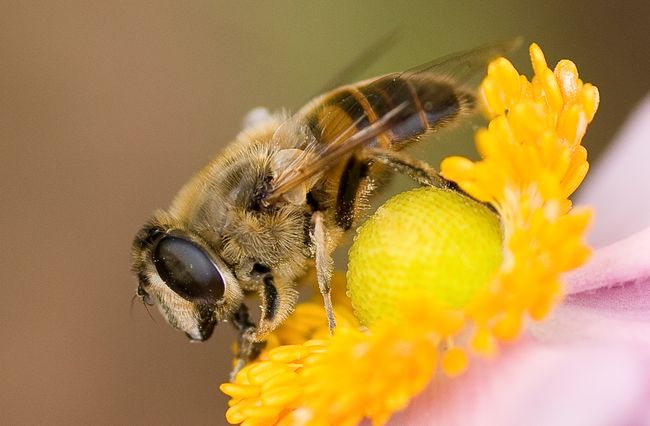 Eristalis tenax
