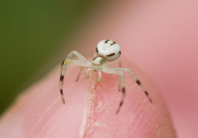 Crab spider
