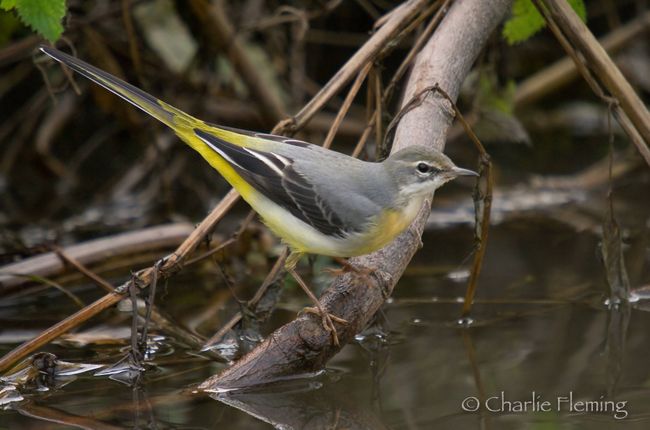 Grey Wagtail
