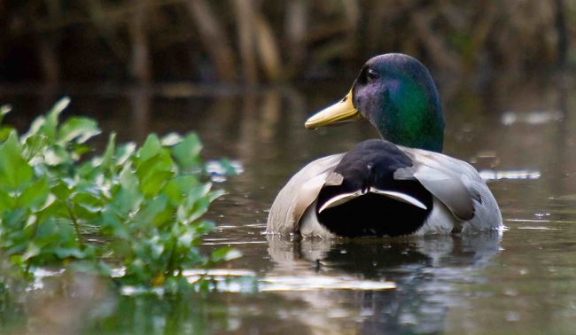 A Mallard