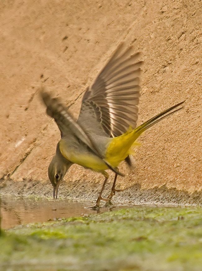 Wagtail a