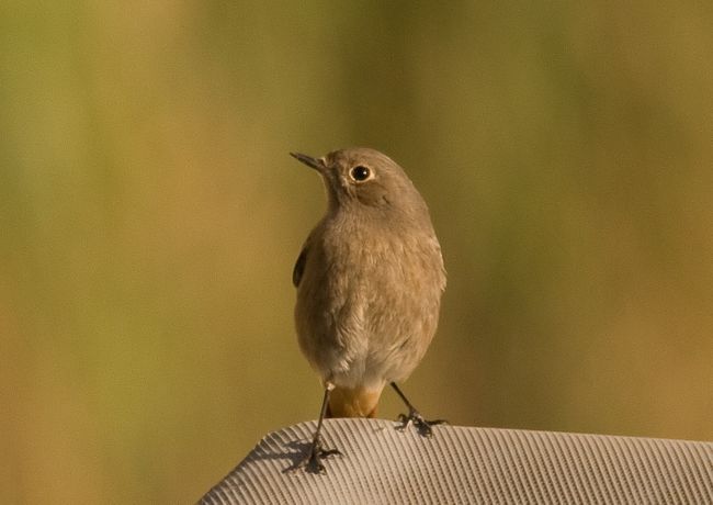 Redstart