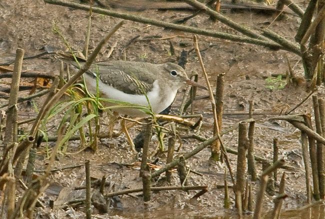 Spotted Sandpiper, Topsham