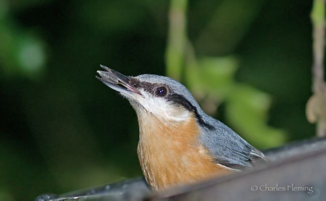 Nuthatch Close