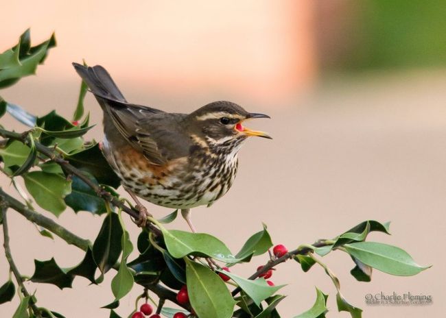 Redwing