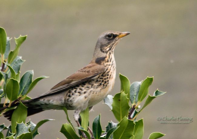 Garden Fieldfare a