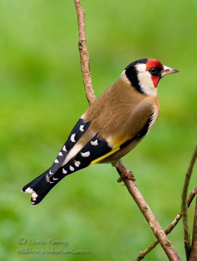 Goldfinch a