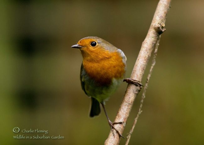 Garden Robin a