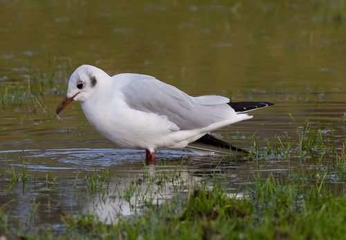 BHeaded Gull