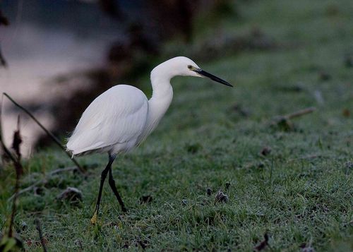 Egret5x