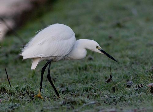 Egret6x