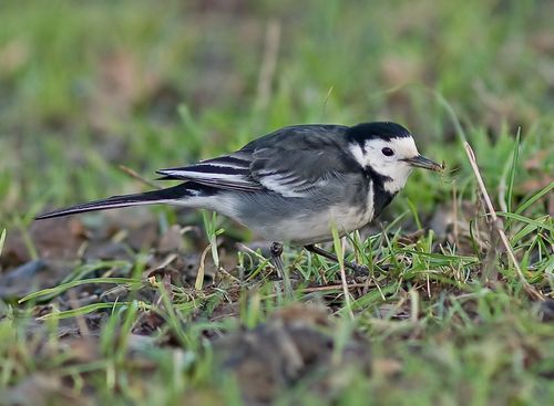 Wagtail 