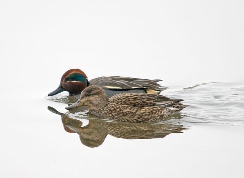 Teal Pair