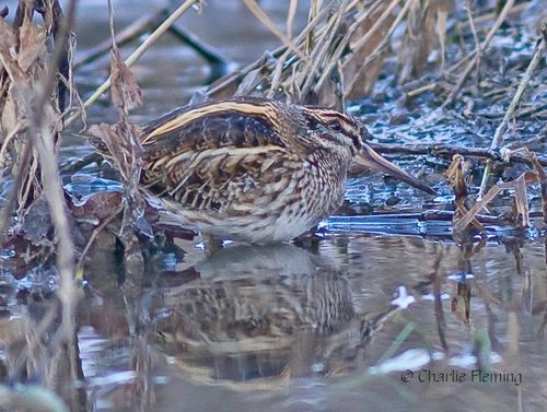 Jack Snipe