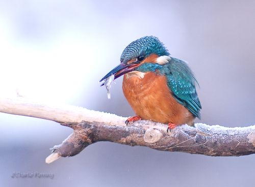A Kingfisher with SBack