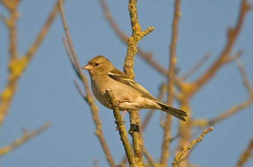 Chaffinch