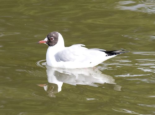 Bh Gull