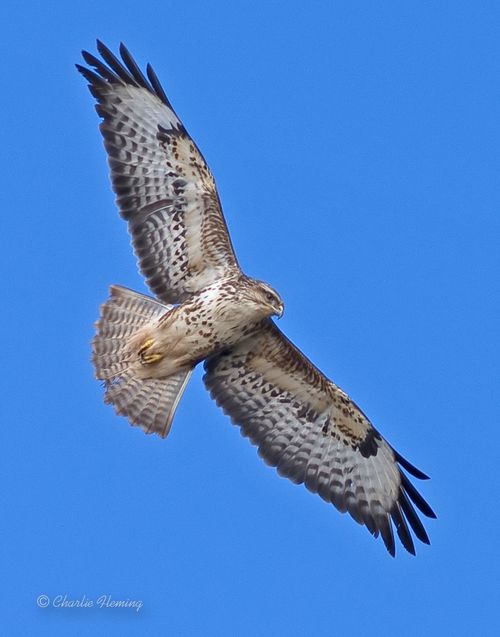 Buzzard a