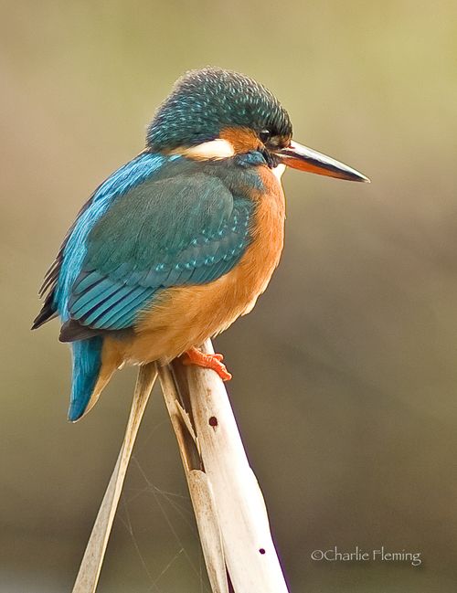 Miss Kingfisher 1