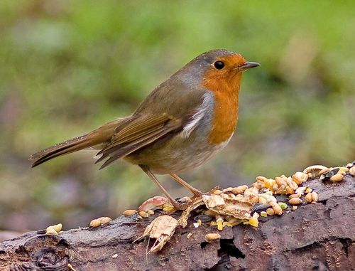 Thursday Robin a
