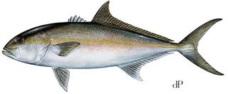 Greater Amberjack