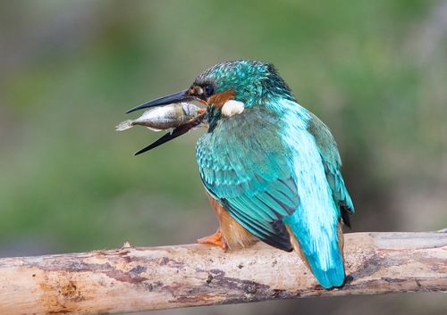 Kingy with stickleback a