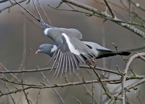 Flying pigeon