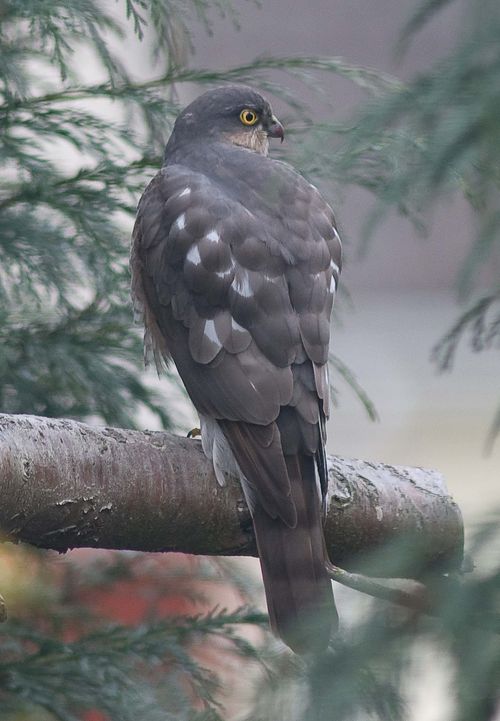 Sparrowhawk - Accipiter nisus (1)