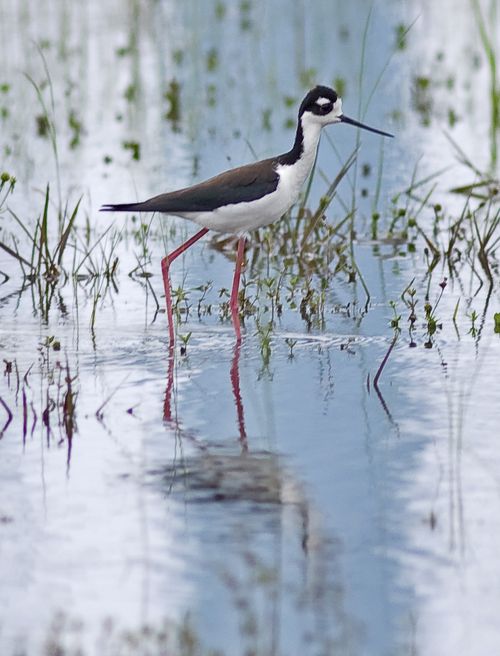 West Lake Park Stilt