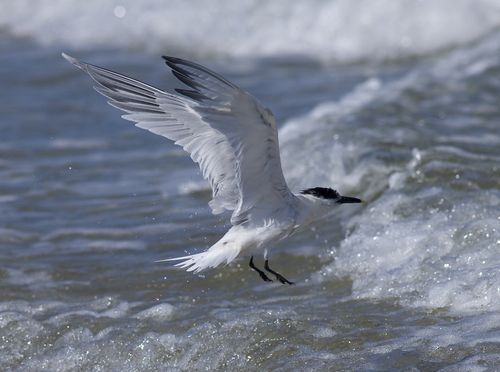 Sandwhich Tern in the surf