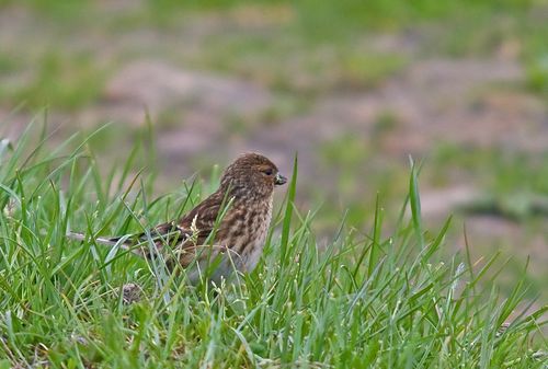 Twite