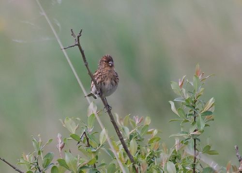 Twite 2