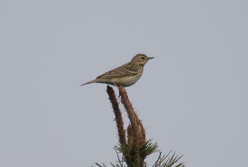 Tree Pipit