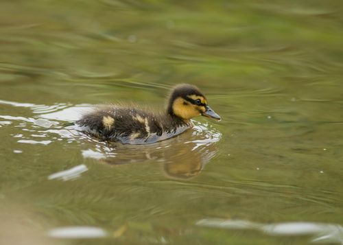 Duckling a